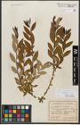 Foto von Salix triandra subsp. amygdalina (L.) Schübl. & G. Martens
